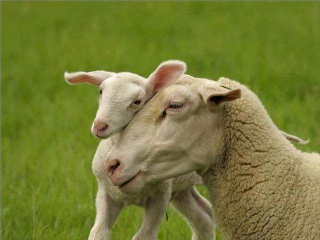 Motherhood The Most Amazing Profession